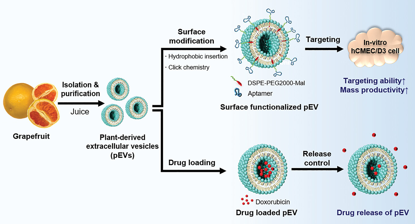 Grapefruit-derived extracellular vesicles engineered for surface targeting in drug delivery applications.